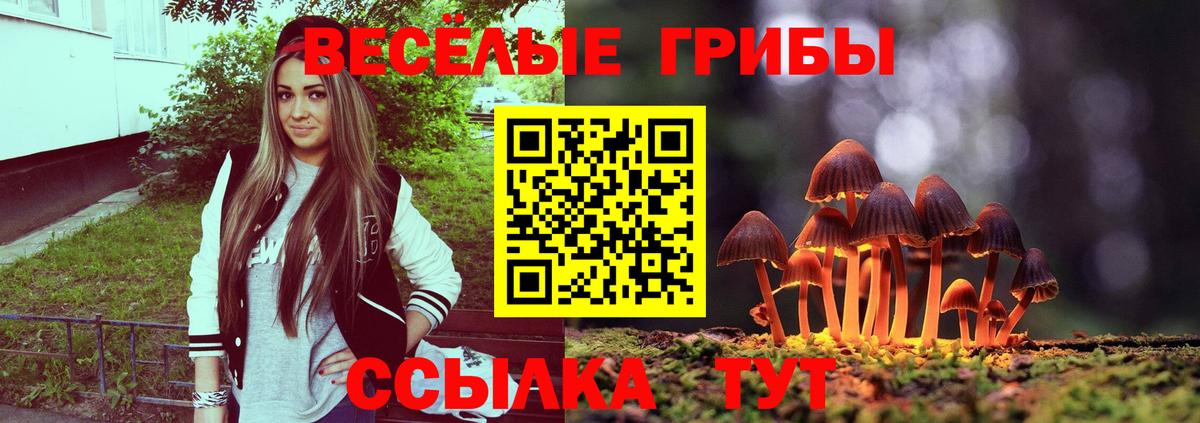 Галлюциногенные грибы Psilocybe Камень-на-Оби